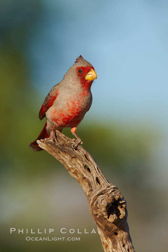 Pyrrhuloxia, male. Amado, Arizona, USA, Cardinalis sinuatus, natural history stock photograph, photo id 23017