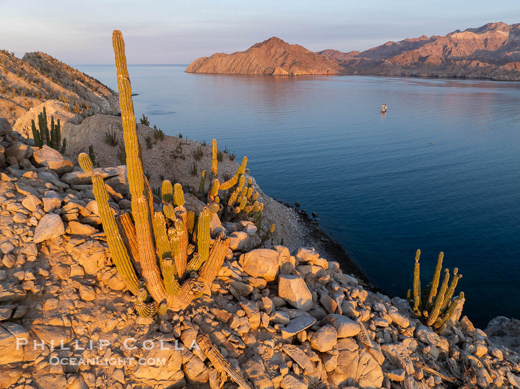 Cardon Cactus grow on Isla Angel de la Guarda at Sunset, Aerial Photo, Sea of Cortez, Mexico. Guardian Angel island is part of the Midriff Islands in Mexico's Sea of Cortez, Pachycereus pringlei Cardon Cactus grow on Isla Angel de la Guarda at Sunset, Aerial Photo, Sea of Cortez, Mexico. Guardian Angel island is part of the Midriff Islands in Mexico's Sea of Cortez, Pachycereus pringlei