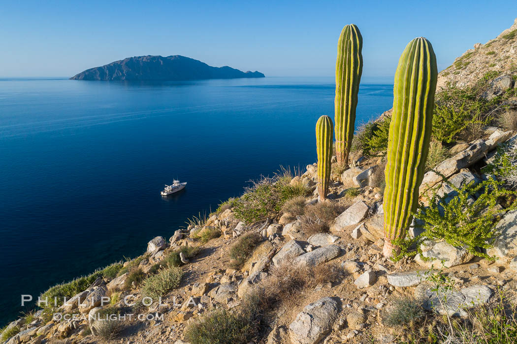 Cardon Cactus on Isla San Diego, Aerial View, Baja California. Mexico, natural history stock photograph, photo id 33574