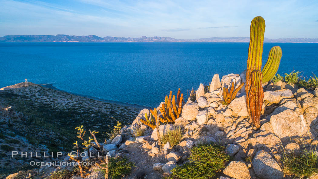 Cardon Cactus on Isla San Diego, Aerial View, Baja California. Mexico, natural history stock photograph, photo id 33582