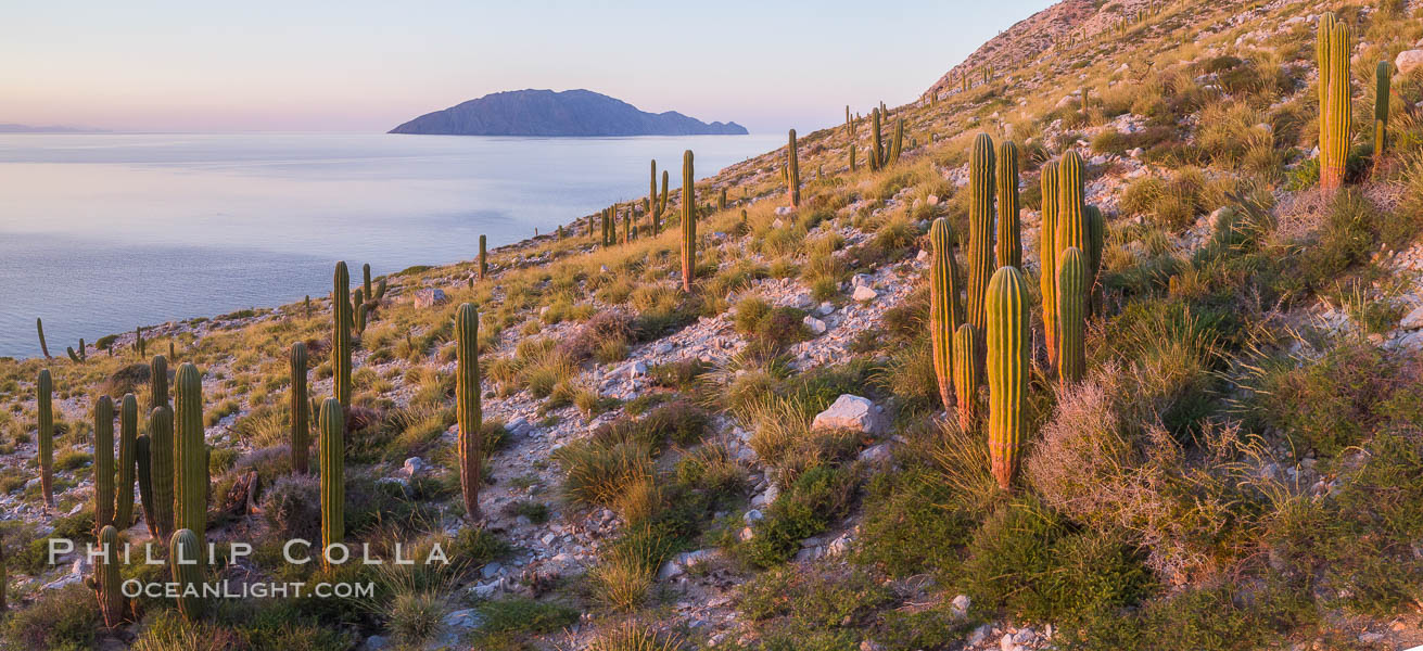 Cardon Cactus on Isla San Diego, Aerial View, Baja California. Mexico, Pachycereus pringlei, natural history stock photograph, photo id 33576