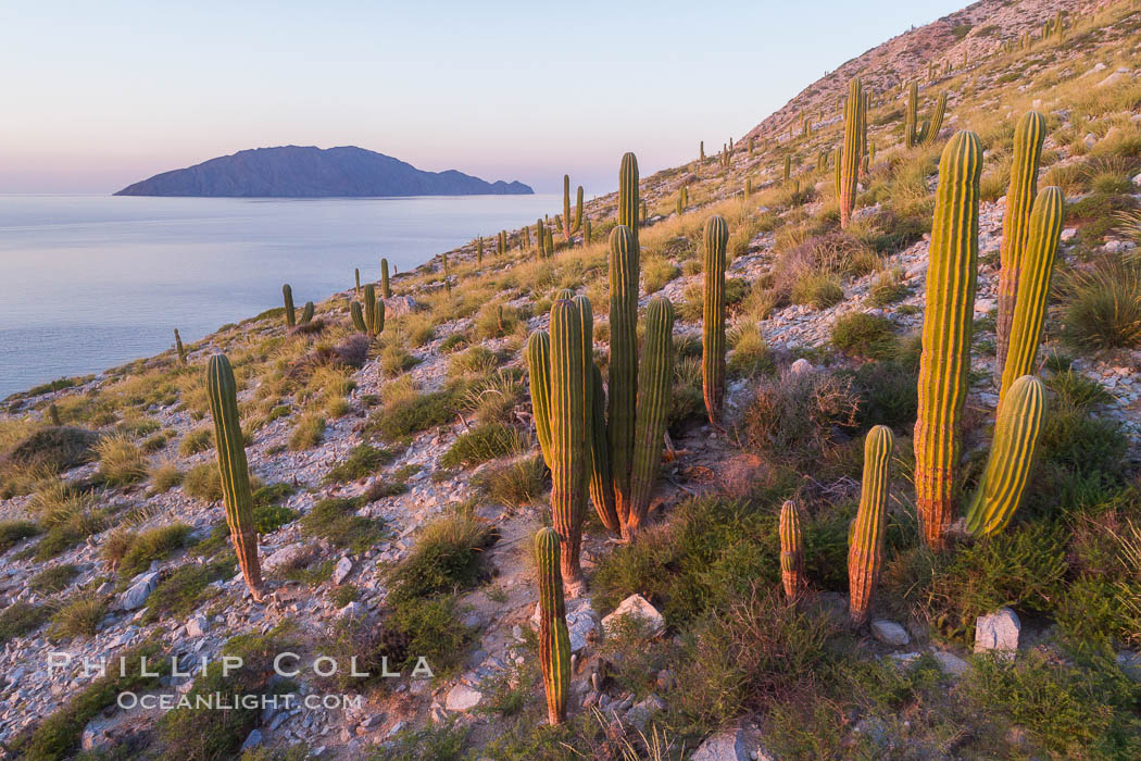 Cardon Cactus on Isla San Diego, Aerial View, Baja California. Mexico, Pachycereus pringlei, natural history stock photograph, photo id 33577