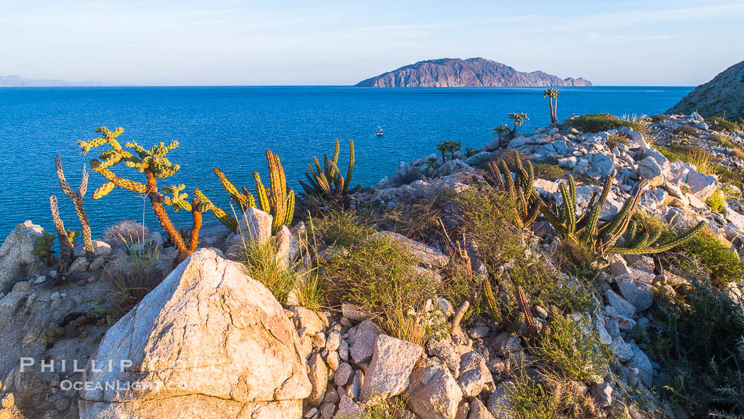 Cardon Cactus on Isla San Diego, Aerial View, Baja California., Pachycereus pringlei, natural history stock photograph, photo id 33581