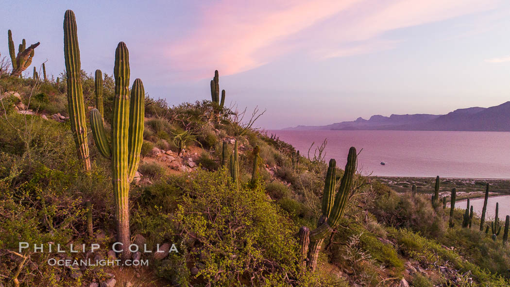 Cardon Cactus on Isla San Jose, Aerial View, Baja California. Mexico, Pachycereus pringlei, natural history stock photograph, photo id 33622