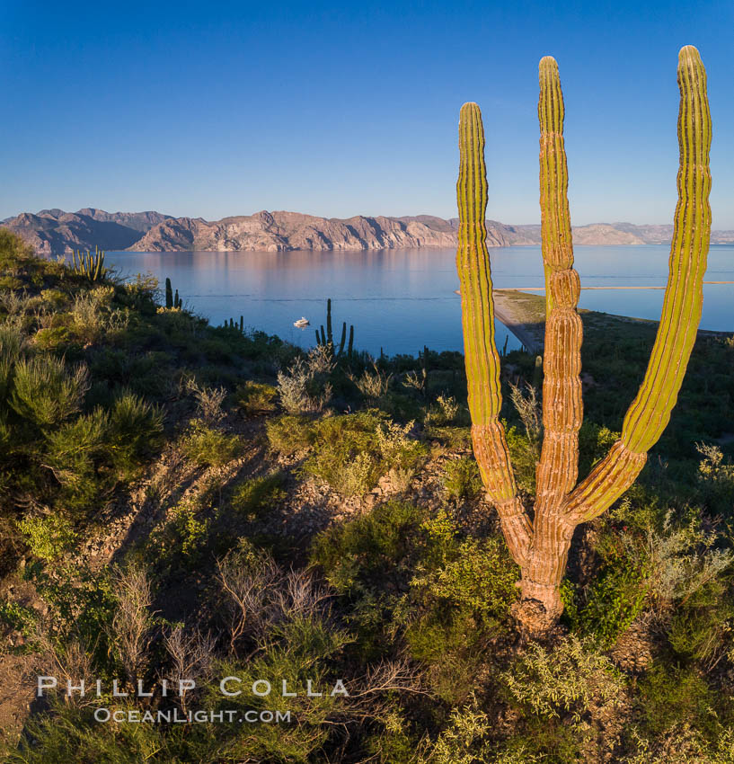Cardon Cactus on Isla San Jose, Aerial View, Baja California. Mexico, natural history stock photograph, photo id 33690