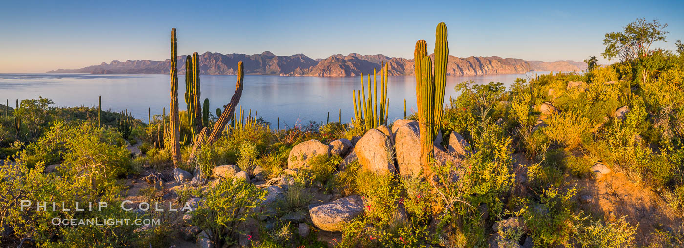 Cardon Cactus on Isla San Jose, Aerial View, Baja California. Mexico, Pachycereus pringlei, natural history stock photograph, photo id 33688