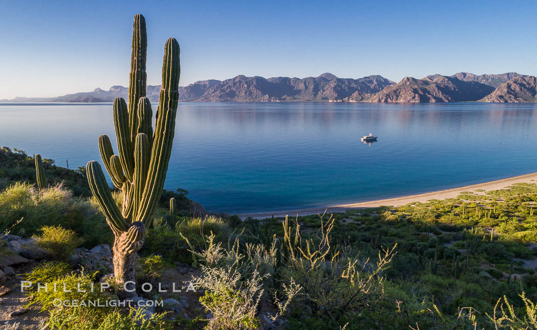 Cardon Cactus on Isla San Jose, Aerial View, Baja California. Mexico, natural history stock photograph, photo id 33691