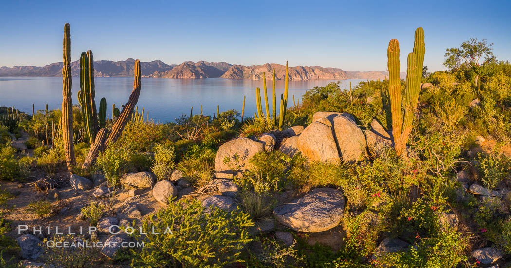 Cardon Cactus on Isla San Jose, Aerial View, Baja California. Mexico, natural history stock photograph, photo id 33689