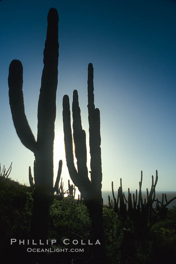 Cardon cactus, near La Paz, Baja California, Mexico.  Known as the elephant cactus or Mexican giant cactus, cardon is largest cactus in the world and is endemic to the deserts of the Baja California peninsula.  Some specimens of cardon have been measured over 21m (70) high.  These slow-growing plants live up to 300 years and can weigh 25 tons.  Cardon is often mistaken for the superficially similar saguaro of Arizona and Sonora, but the saguaro does not occupy Baja California., Pachycereus pringlei, natural history stock photograph, photo id 05497