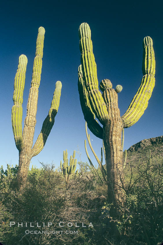 Cardon cactus, near La Paz, Baja California, Mexico.  Known as the elephant cactus or Mexican giant cactus, cardon is largest cactus in the world and is endemic to the deserts of the Baja California peninsula.  Some specimens of cardon have been measured over 21m (70) high.  These slow-growing plants live up to 300 years and can weigh 25 tons.  Cardon is often mistaken for the superficially similar saguaro of Arizona and Sonora, but the saguaro does not occupy Baja California., Pachycereus pringlei, natural history stock photograph, photo id 05499