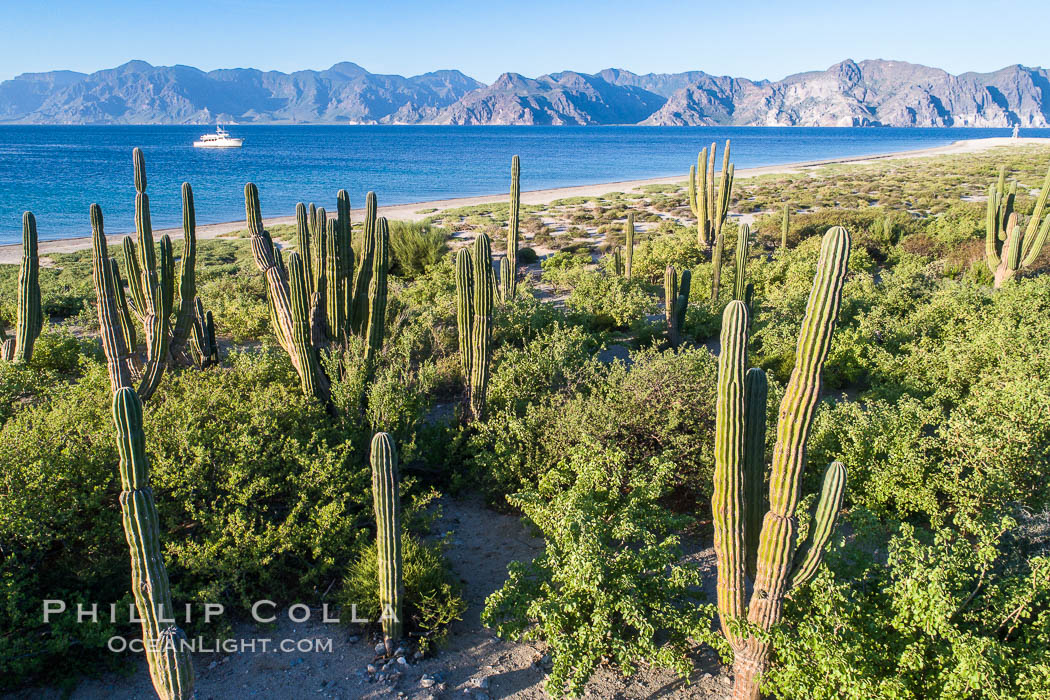 Cardon on Isla San Jose, looking across to Baja California, aerial photo, Sea of Cortez. Mexico, natural history stock photograph, photo id 37340