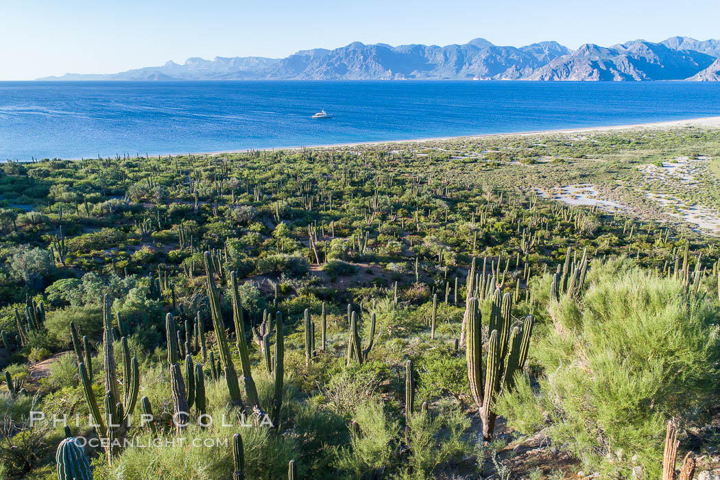 Cardon on Isla San Jose, looking across to Baja California, aerial photo, Sea of Cortez. Mexico, natural history stock photograph, photo id 37331