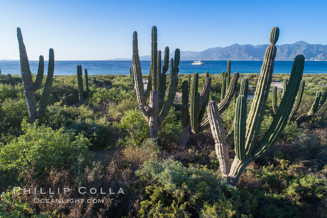 Cardon on Isla San Jose, looking across to Baja California, aerial photo, Sea of Cortez. Mexico, natural history stock photograph, photo id 37341