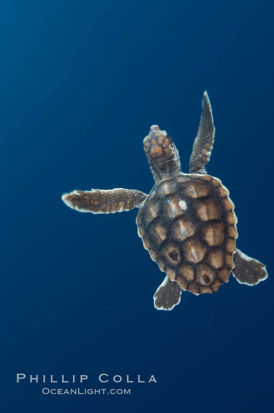 A young loggerhead turtle.  This turtle was hatched and raised to an age of 60 days by a turtle rehabilitation and protection organization in Florida, then released into the wild near the Northern Bahamas., Caretta caretta, natural history stock photograph, photo id 10887