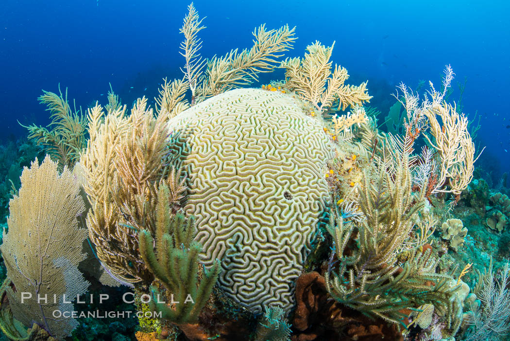 Beautiful Caribbean coral reef, sponges and hard corals, Grand Cayman Island. Cayman Islands, natural history stock photograph, photo id 32130