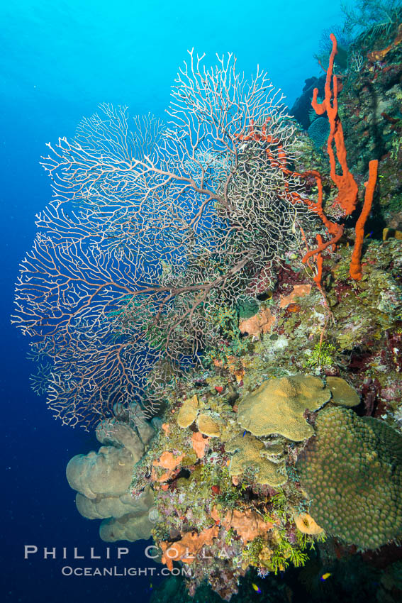 Beautiful Caribbean coral reef, sponges and hard corals, Grand Cayman Island. Cayman Islands, natural history stock photograph, photo id 32198