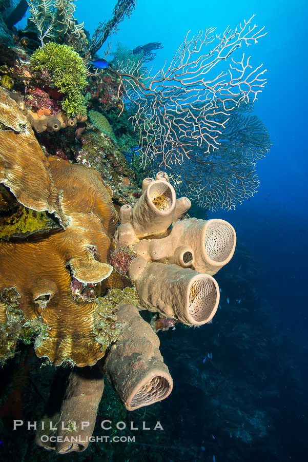 Beautiful Caribbean coral reef, sponges and hard corals, Grand Cayman Island., natural history stock photograph, photo id 32103