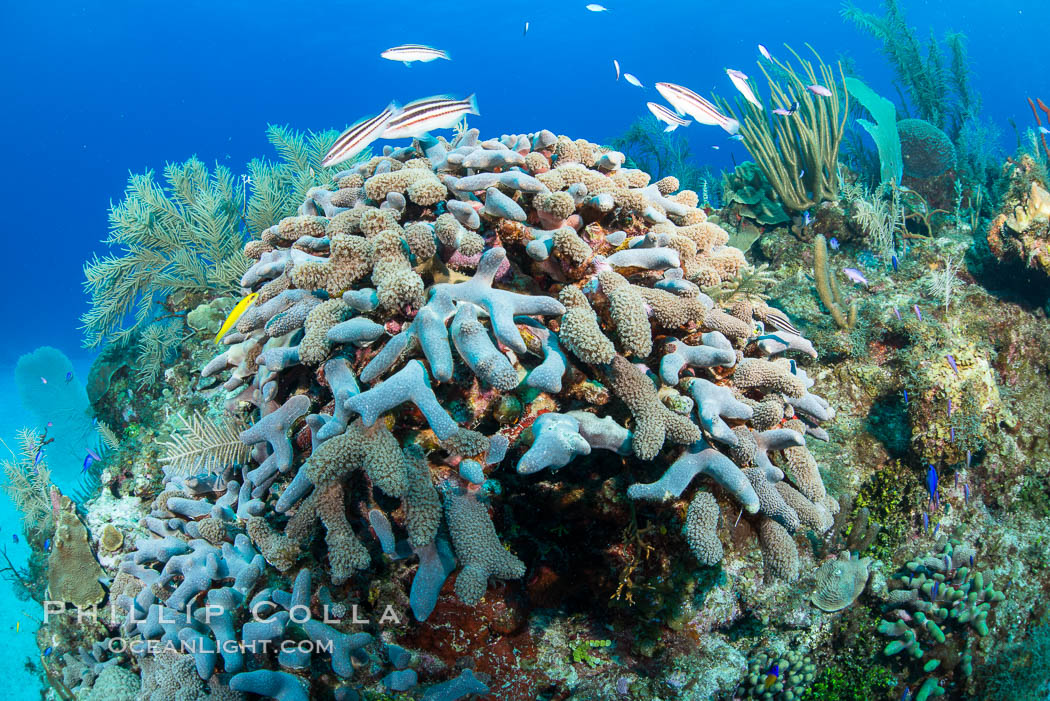 Beautiful Caribbean coral reef, sponges and hard corals, Grand Cayman Island. Cayman Islands, natural history stock photograph, photo id 32131