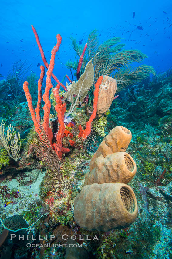 Beautiful Caribbean coral reef, sponges and hard corals, Grand Cayman Island. Cayman Islands, natural history stock photograph, photo id 32179