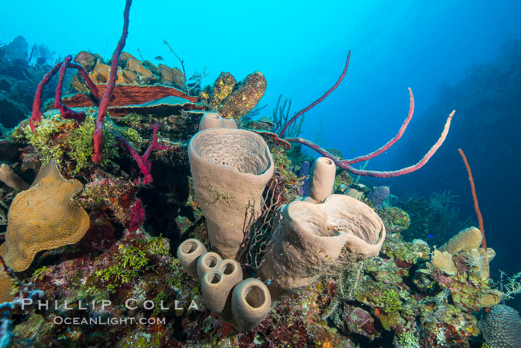 Beautiful Caribbean coral reef, sponges and hard corals, Grand Cayman Island. Cayman Islands, natural history stock photograph, photo id 32199