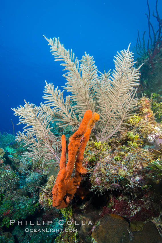 Beautiful Caribbean coral reef, sponges and hard corals, Grand Cayman Island. Cayman Islands, natural history stock photograph, photo id 32113