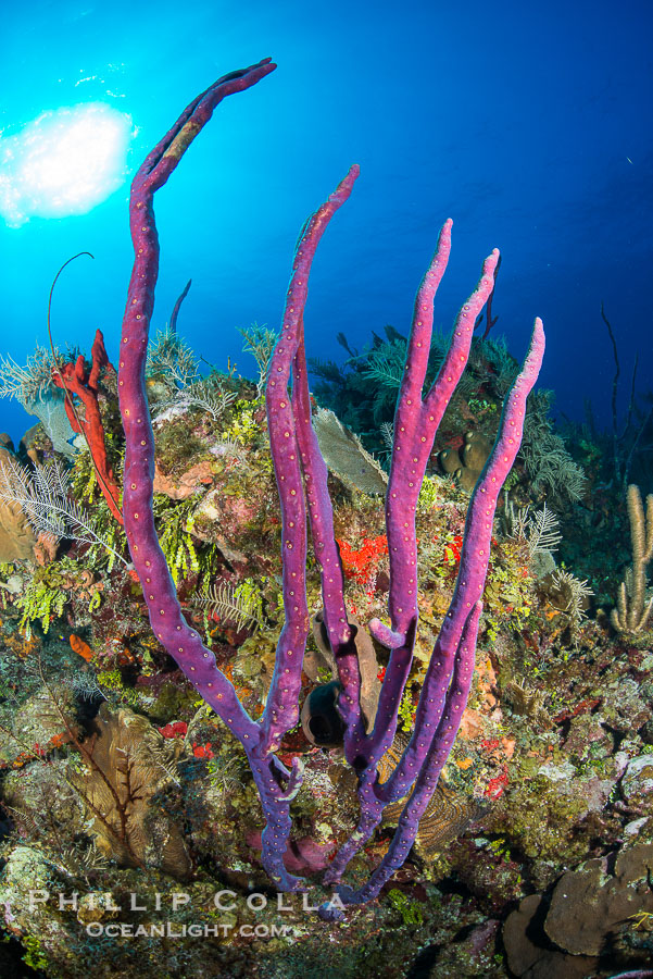 Beautiful Caribbean coral reef, sponges and hard corals, Grand Cayman Island., natural history stock photograph, photo id 32125