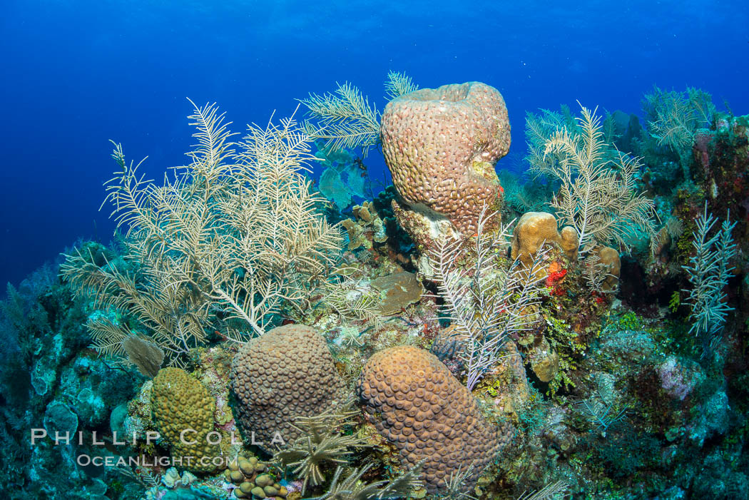 Beautiful Caribbean coral reef, sponges and hard corals, Grand Cayman Island. Cayman Islands, natural history stock photograph, photo id 32133