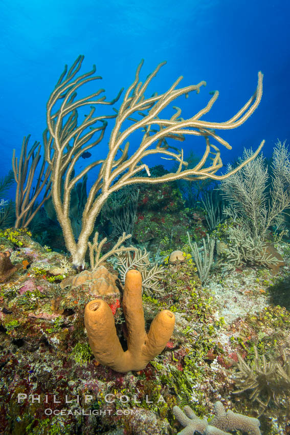 Beautiful Caribbean coral reef, sponges and hard corals, Grand Cayman Island. Cayman Islands, natural history stock photograph, photo id 32177