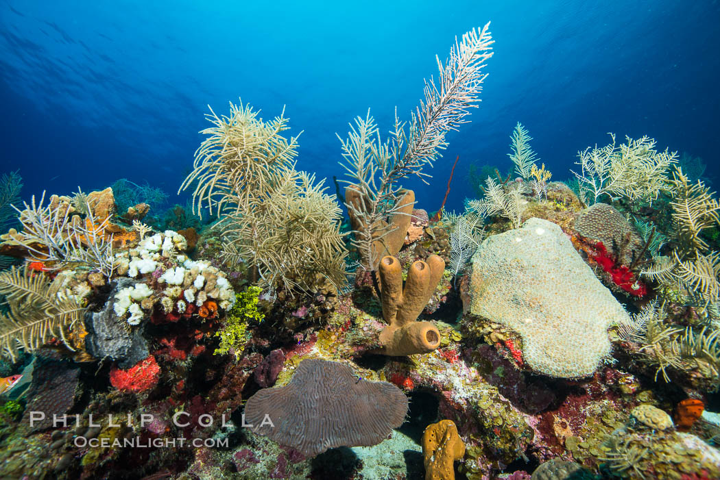 Beautiful Caribbean coral reef, sponges and hard corals, Grand Cayman Island. Cayman Islands, natural history stock photograph, photo id 32201