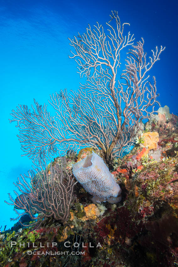 Beautiful Caribbean coral reef, sponges and hard corals, Grand Cayman Island. Cayman Islands, natural history stock photograph, photo id 32237