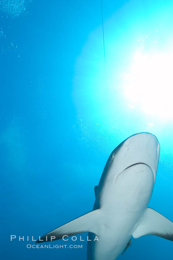 Caribbean reef shark. Bahamas, Carcharhinus perezi, natural history stock photograph, photo id 10622