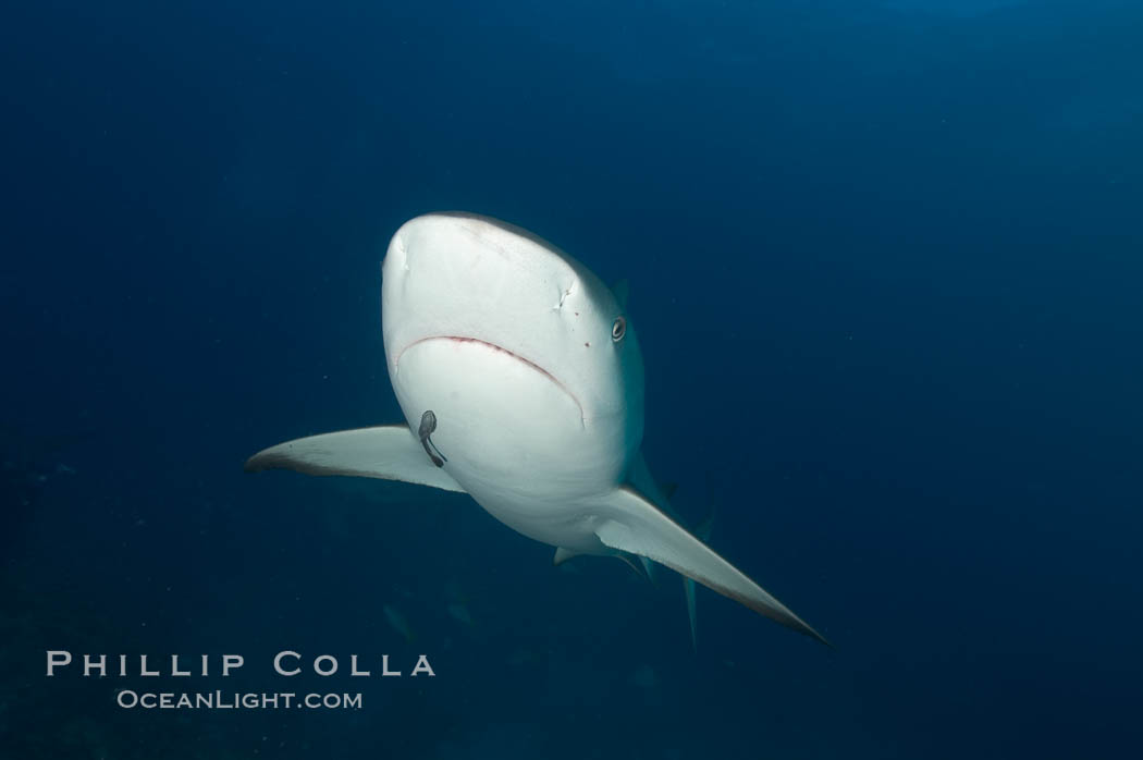 Caribbean reef shark. Bahamas, Carcharhinus perezi, natural history stock photograph, photo id 10634