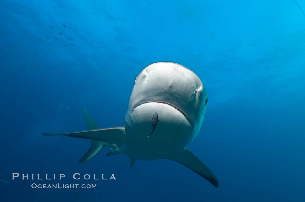 Caribbean reef shark with small sharksucker visible on underside. Bahamas, Carcharhinus perezi, Echeneis naucrates, natural history stock photograph, photo id 10628