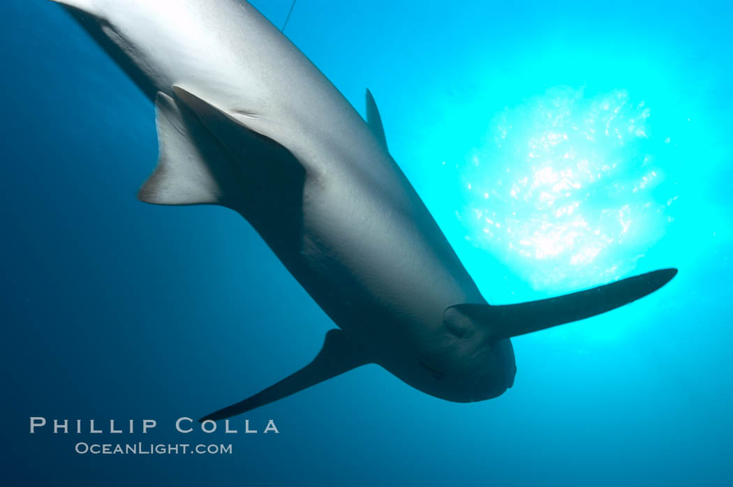 Caribbean reef shark., Carcharhinus perezi, natural history stock photograph, photo id 10632