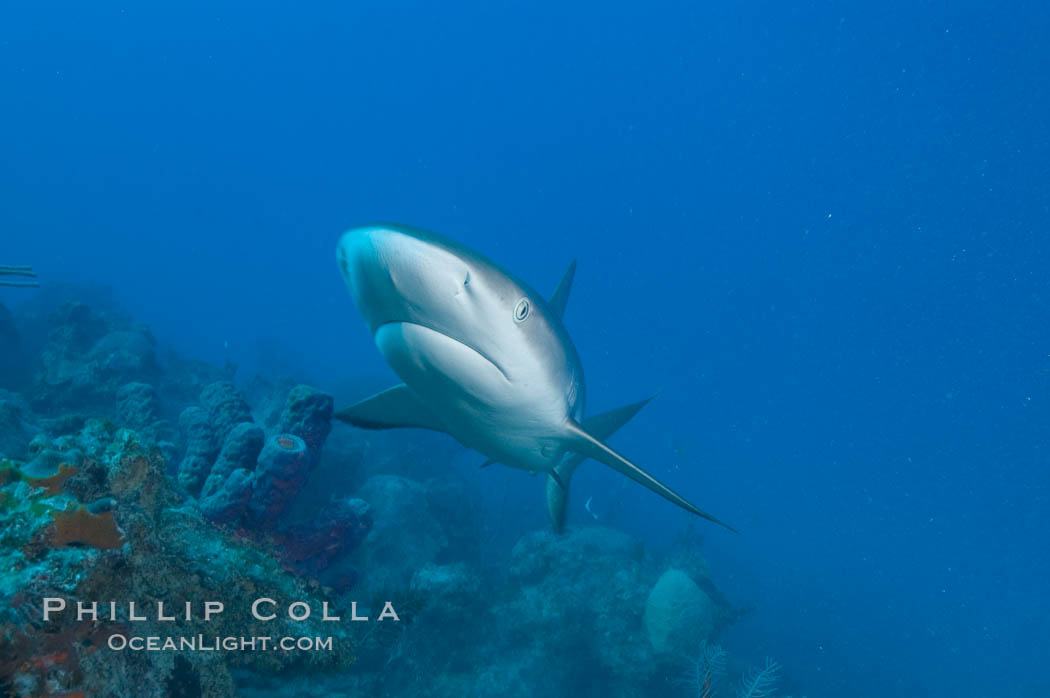 Caribbean reef shark swims over a coral reef., Carcharhinus perezi, natural history stock photograph, photo id 10644