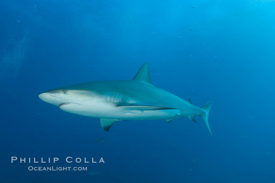 Caribbean reef shark. Bahamas, Carcharhinus perezi, natural history stock photograph, photo id 10623