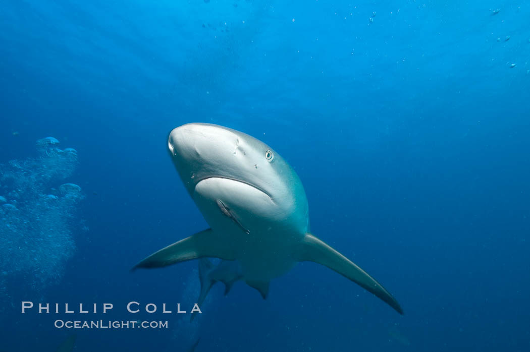 Caribbean reef shark. Bahamas, Carcharhinus perezi, natural history stock photograph, photo id 10627