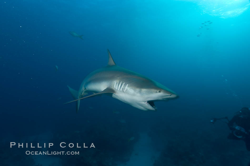 Caribbean reef shark about to bite a piece of bait., Carcharhinus perezi, natural history stock photograph, photo id 10639