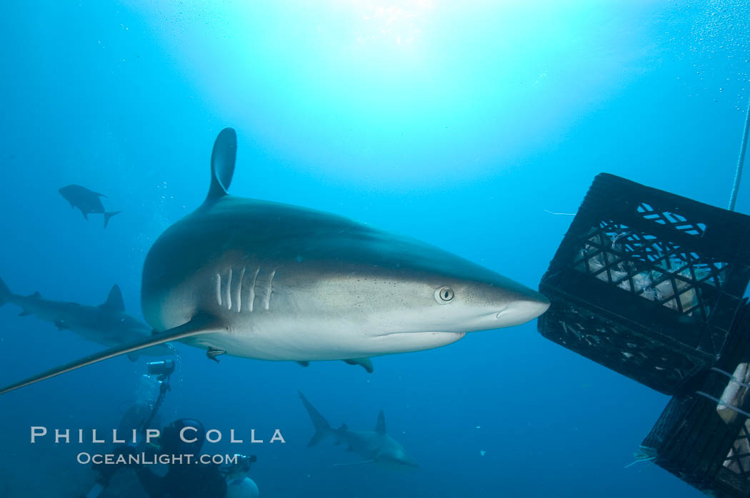 Caribbean reef shark swims by a box of bait. Bahamas, Carcharhinus perezi, natural history stock photograph, photo id 10621