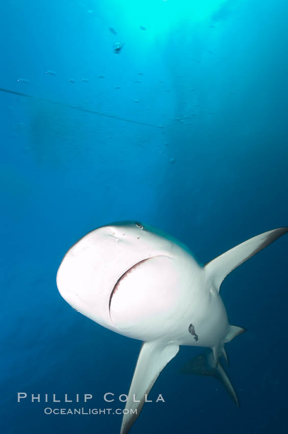 Caribbean reef shark with small sharksucker visible on underside. Bahamas, Carcharhinus perezi, Echeneis naucrates, natural history stock photograph, photo id 10629