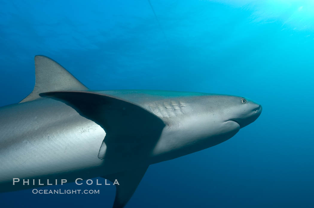 Caribbean reef shark. Bahamas, Carcharhinus perezi, natural history stock photograph, photo id 10633