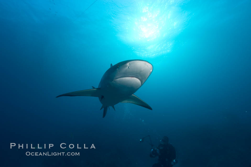 Caribbean reef shark. Bahamas, Carcharhinus perezi, natural history stock photograph, photo id 10637