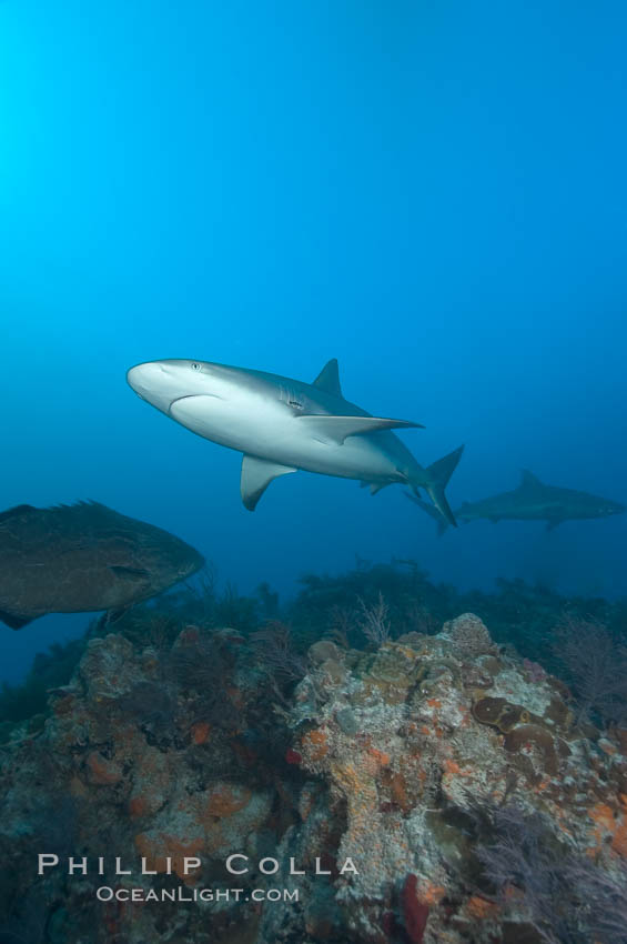 Caribbean reef shark swims over a coral reef., Carcharhinus perezi, natural history stock photograph, photo id 10645