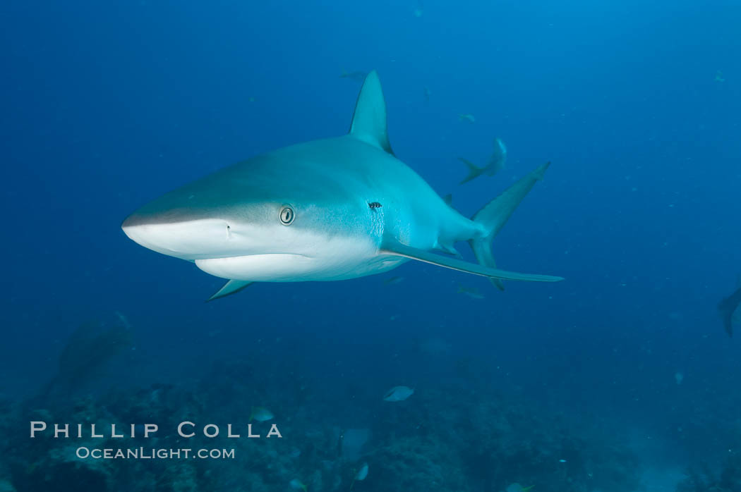 Caribbean reef shark. Bahamas, Carcharhinus perezi, natural history stock photograph, photo id 10562