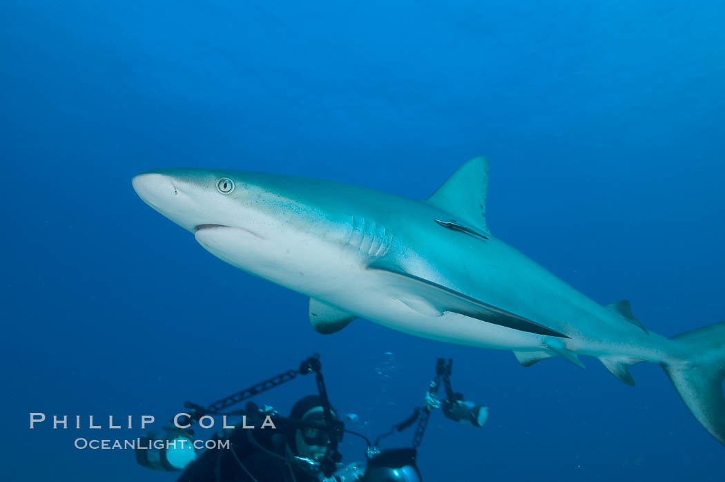 Caribbean reef shark swims in front of underwater photographer Keith Grundy. Bahamas, Carcharhinus perezi, natural history stock photograph, photo id 10570