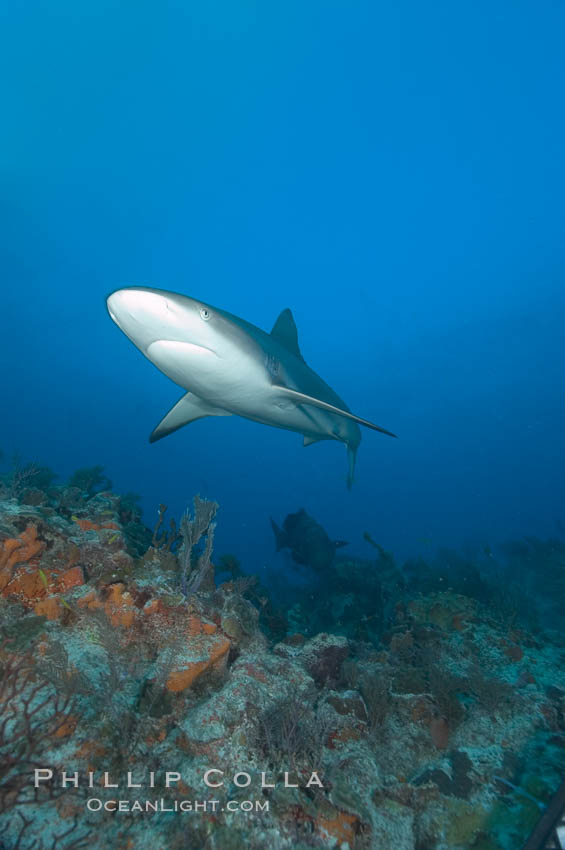 Caribbean reef shark swims over a coral reef. Bahamas, Carcharhinus perezi, natural history stock photograph, photo id 10574