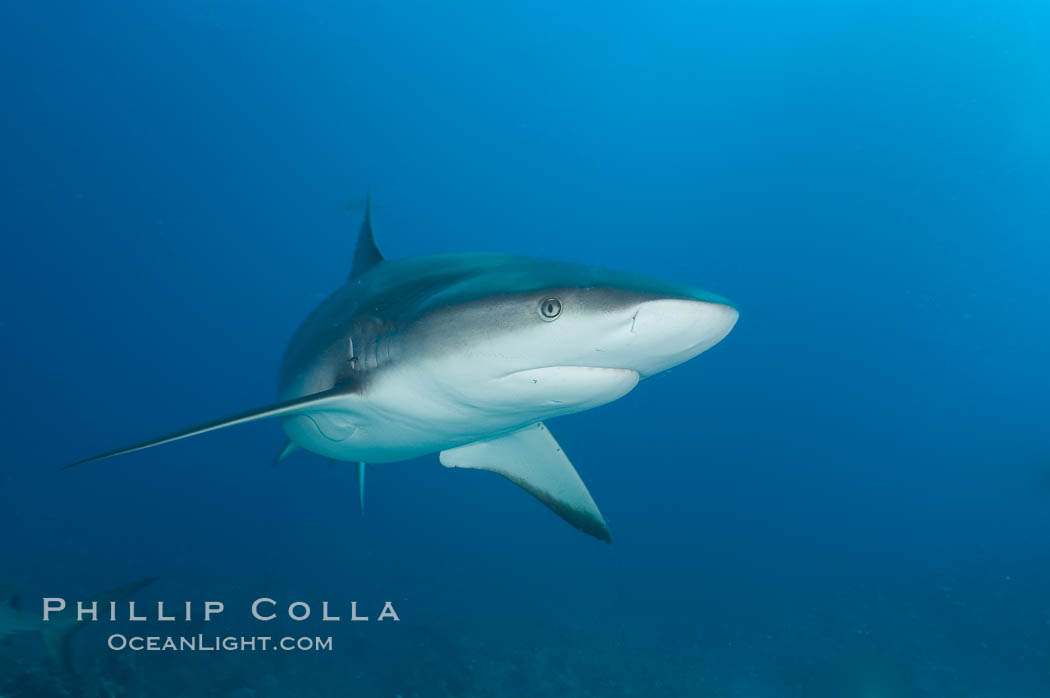 Caribbean reef shark. Bahamas, Carcharhinus perezi, natural history stock photograph, photo id 10578