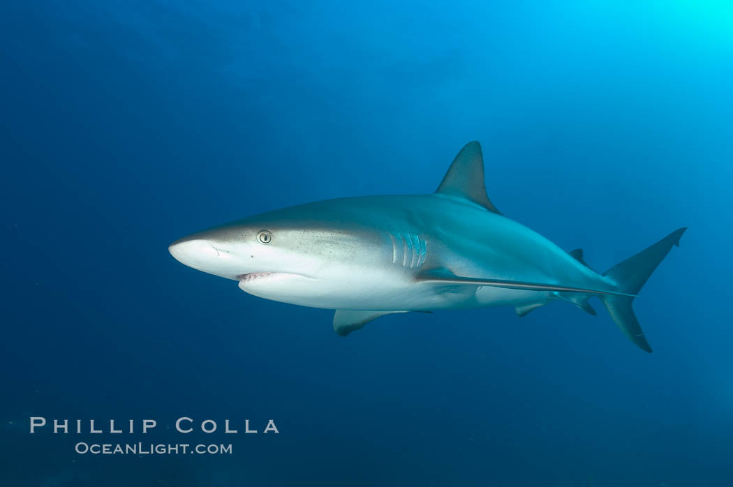 Caribbean reef shark. Bahamas, Carcharhinus perezi, natural history stock photograph, photo id 10582