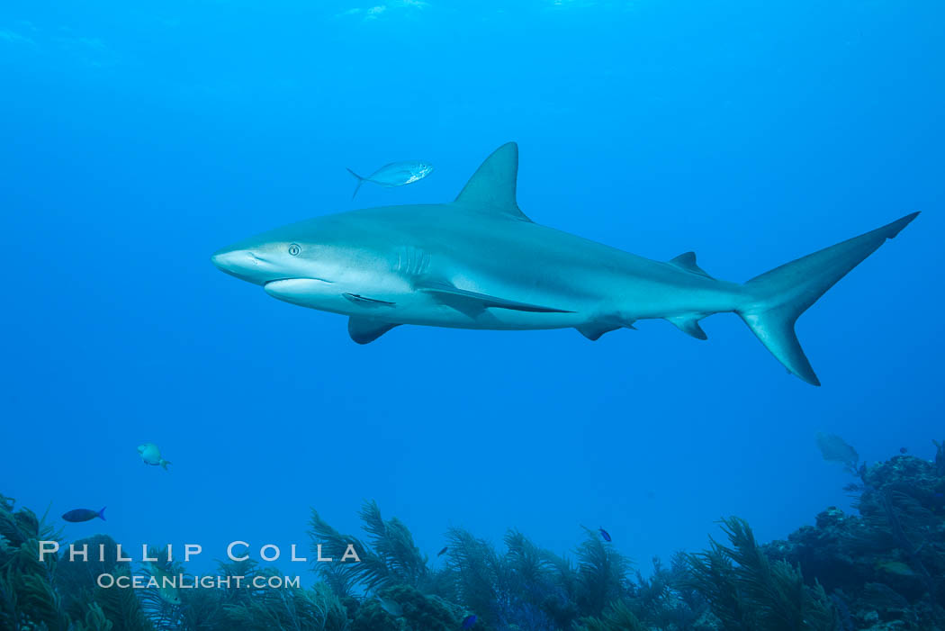 Caribbean reef shark. Bahamas, Carcharhinus perezi, natural history stock photograph, photo id 31990