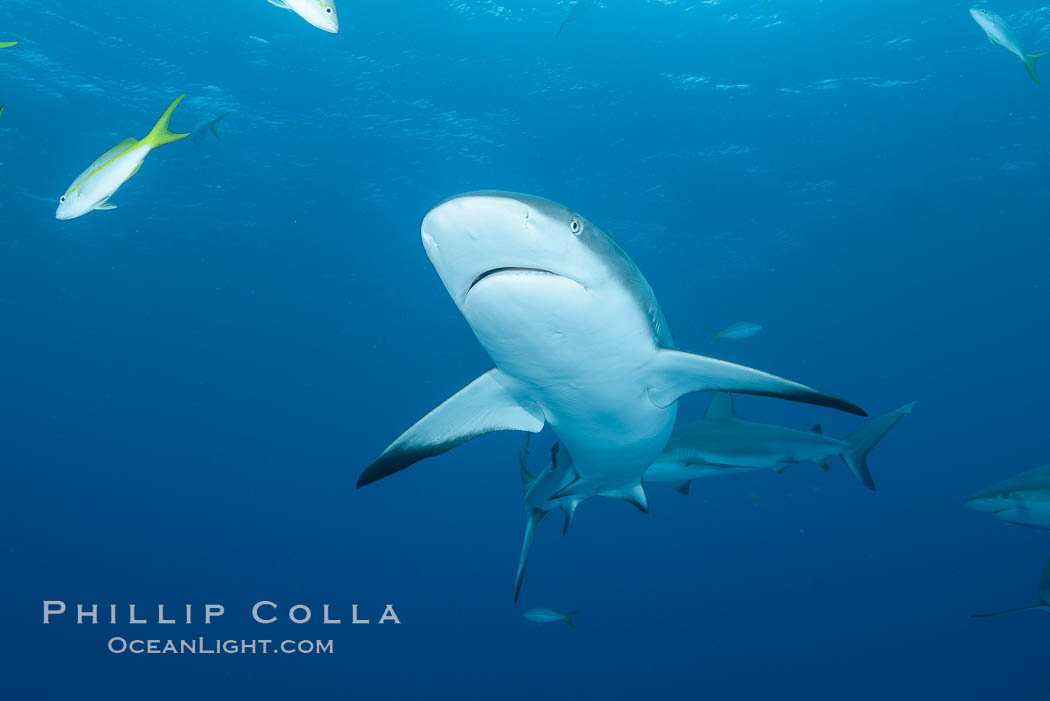 Caribbean reef shark. Bahamas, Carcharhinus perezi, natural history stock photograph, photo id 31998